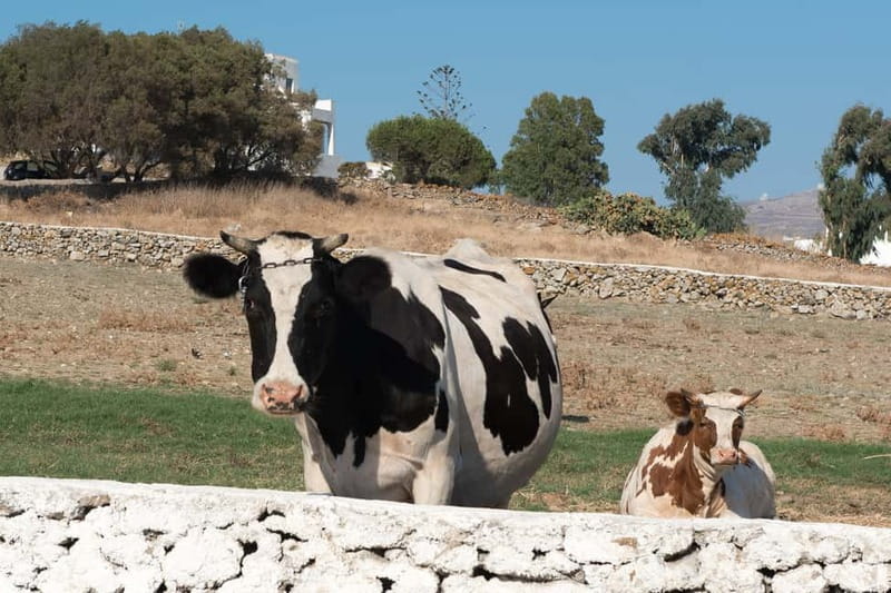 From Mykonos: Ano Mera Farm Tour - Key points to know before you book