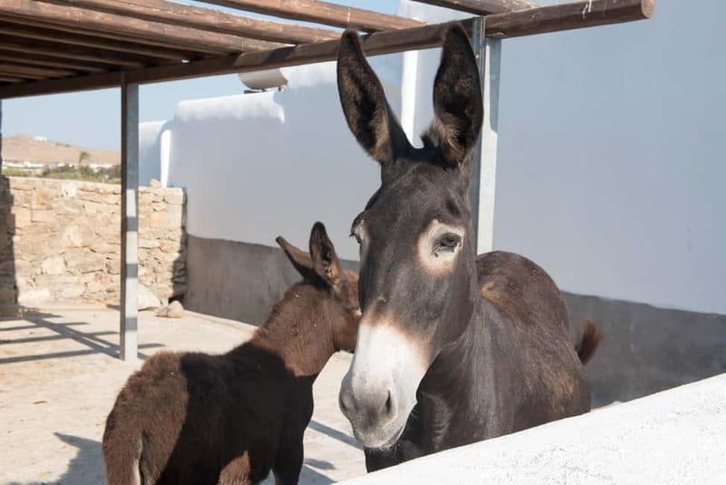 From Mykonos: Ano Mera Farm Tour - Sitting on stone with raki and a farmer’s snack