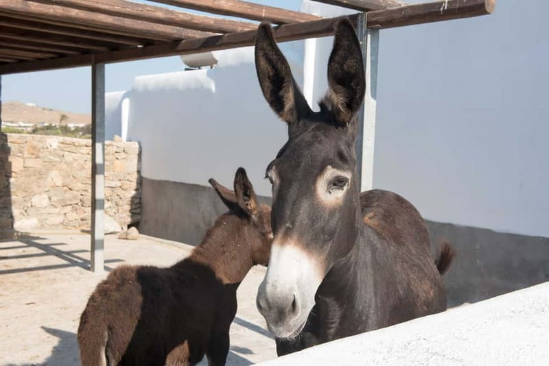 From Mykonos: Ano Mera Farm Tour - Pickup details that can make or break the morning