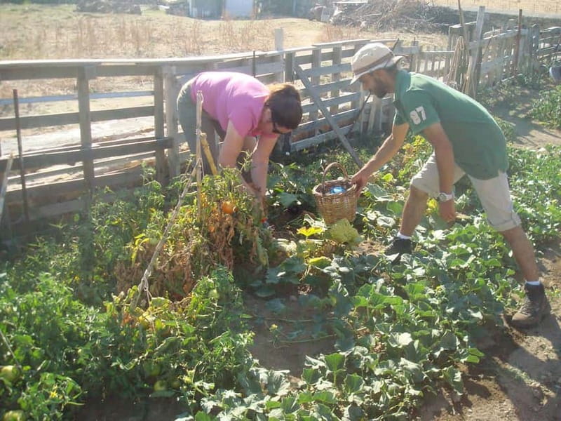 From Mykonos: Ano Mera Farm Tour - Meeting the farm superintendent
