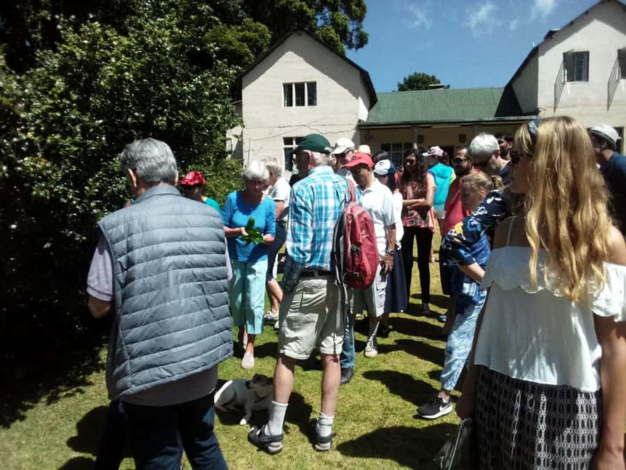 From Nairobi: Kiambethu Tea Farm Tour & Lunch - The indigenous forest and its colobus monkeys