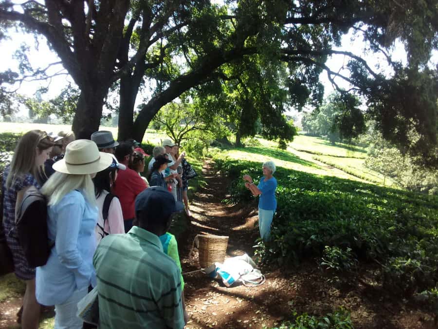 From Nairobi: Kiambethu Tea Farm Tour & Lunch - A three-course lunch at the estate