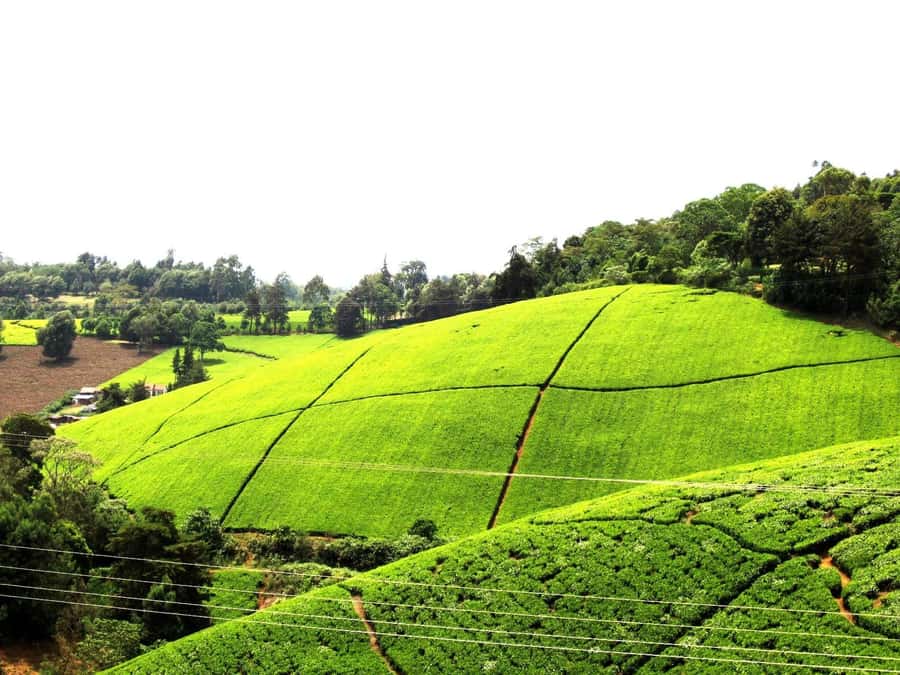 From Nairobi: Kiambethu Tea Farm Tour & Lunch - From Nairobi at 9:30 am to the tea estate