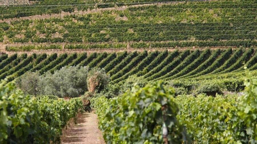 From Porto: 2 Wine Regions, Farm Lunch, and Boat Ride - The first winery: lunch, DOC wine, and Port