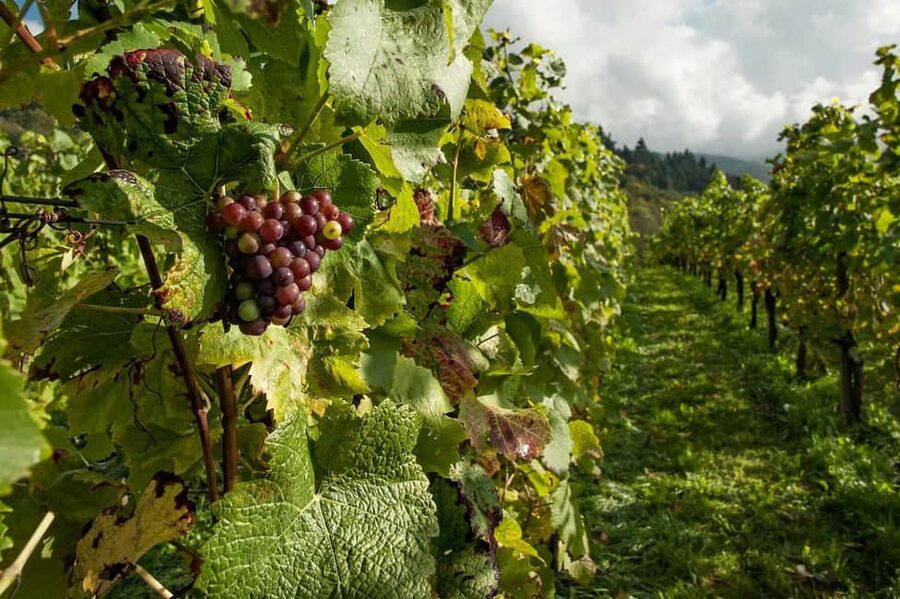 From Porto: 2 Wine Regions, Farm Lunch, and Boat Ride - The second family winery near Vilarinho de São Romão