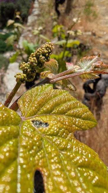 From Porto: 2 Wine Regions, Farm-to-Table Lunch & Boat - Leaving Porto for Amarante and Vinho Verde