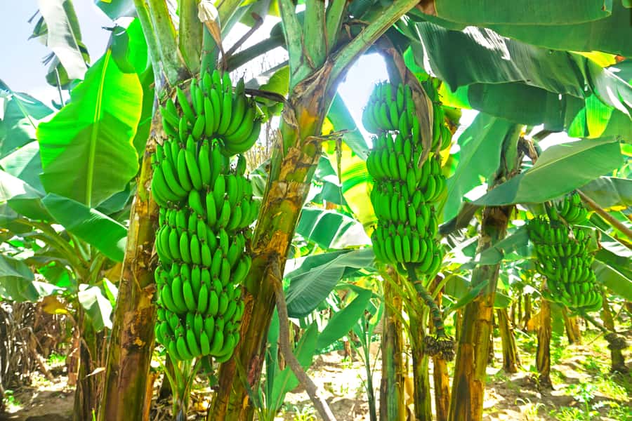 From Praia: Banana Plantation Tour and Cuscuz Workshop - Key points at a glance