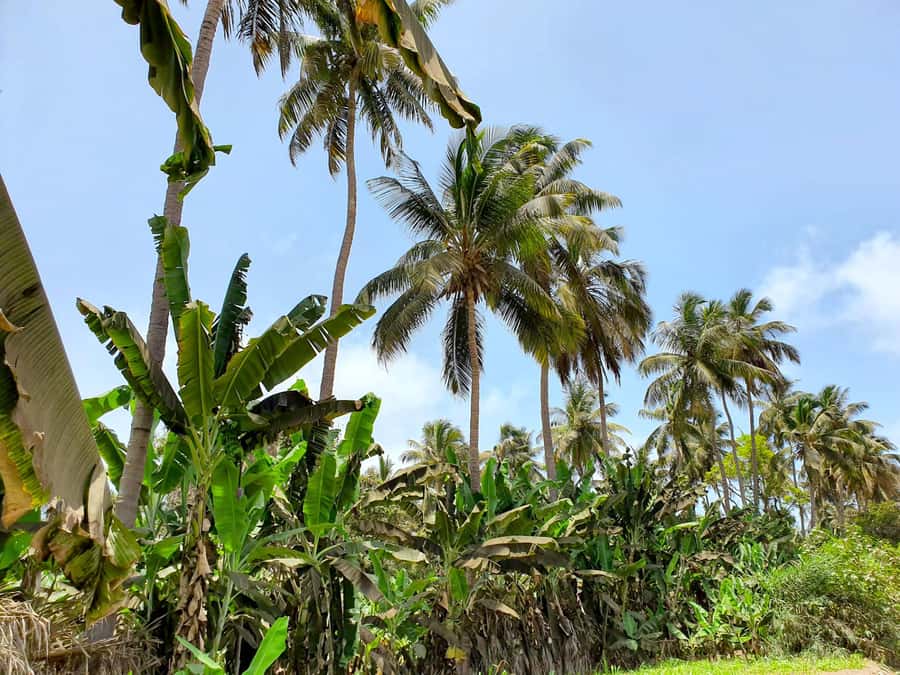 From Praia: Banana Plantation Tour and Cuscuz Workshop - Walking through Santiago’s banana and coconut fields