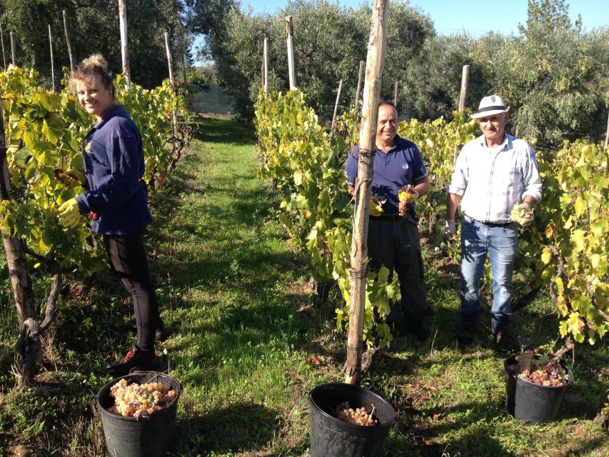 From Rome: Half-Day Frascati Wine Tour with Farmhouse Lunch - Key points at a glance