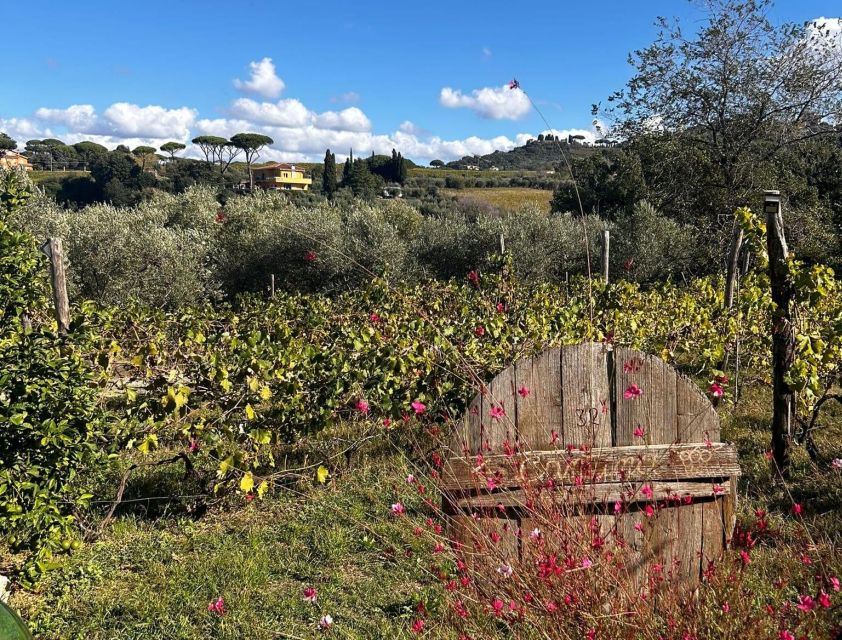 From Rome: Half-Day Frascati Wine Tour with Farmhouse Lunch - Frascati’s old center, local wine, and a traditional snack