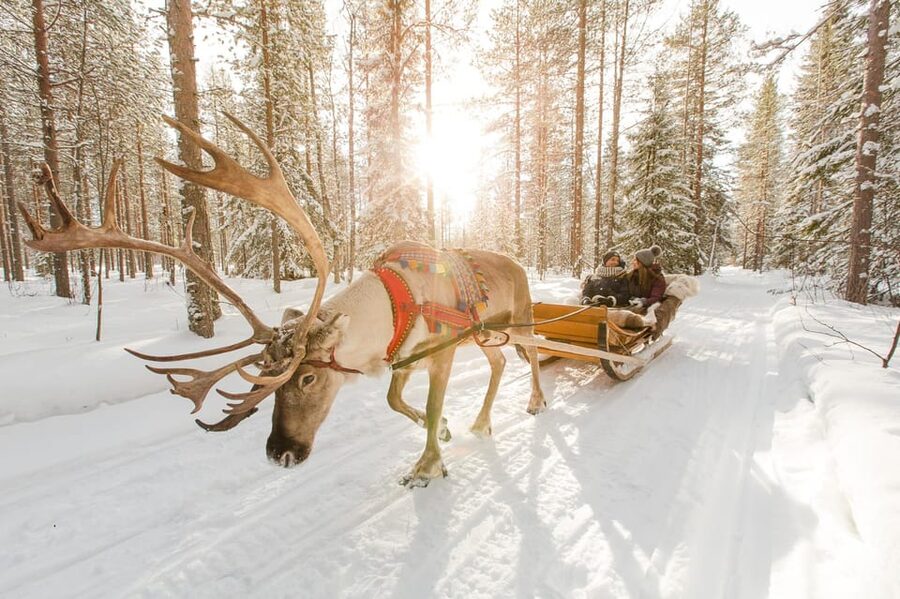 From Rovaniemi: Husky and Reindeer farm with sled ride - Time with the dogs after the ride