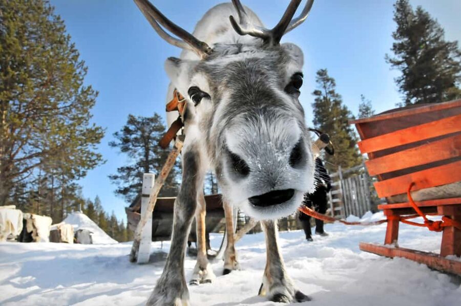 From Rovaniemi: Reindeer Farm Visit with Sleigh Ride - What the 400 to 500-meter sleigh ride is really like