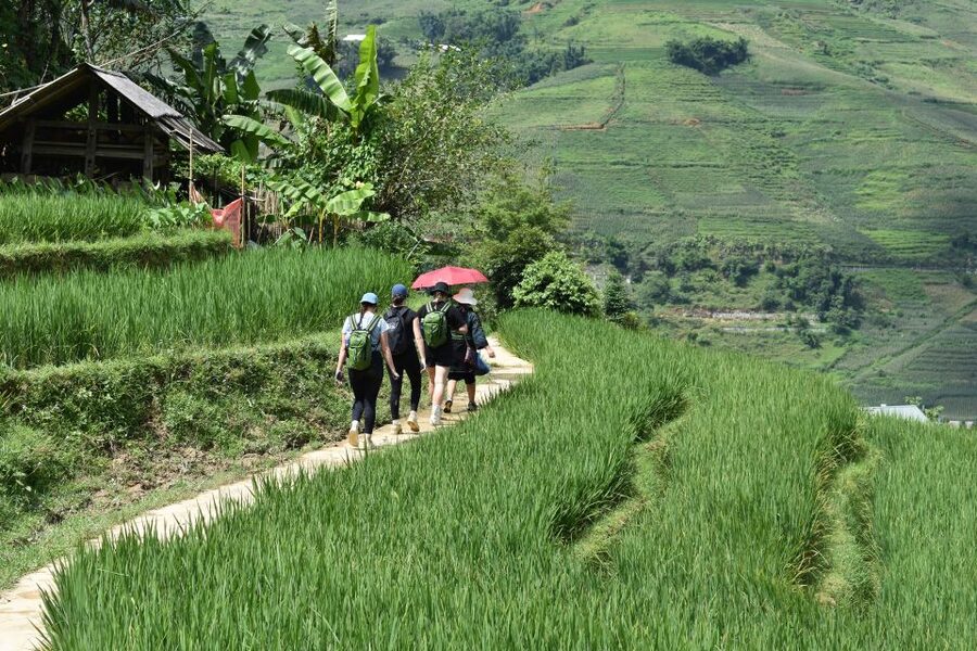 From Sapa: 1-Day Trekking through Terraces Rice Fields - Should you book this one-day trek?