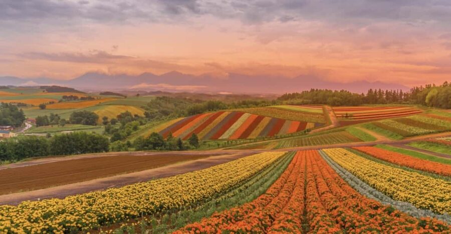 From Sapporo : Hokkaido Furano Tomita Farm Joiner Tour - Shikisai-no-Oka, a rainbow of seasonal flowers