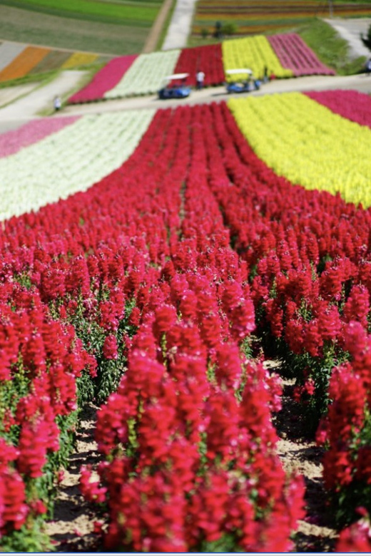 From Sapporo : Hokkaido Furano Tomita Farm Joiner Tour - Who will enjoy this day trip most