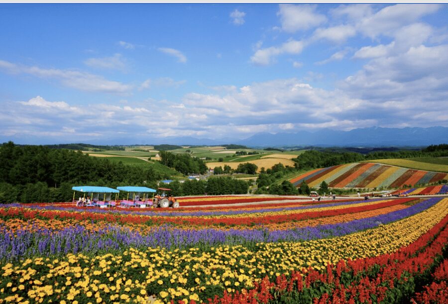 From Sapporo : Hokkaido Furano Tomita Farm Joiner Tour - Roller Coaster Road and Hokkaido’s wide-open views