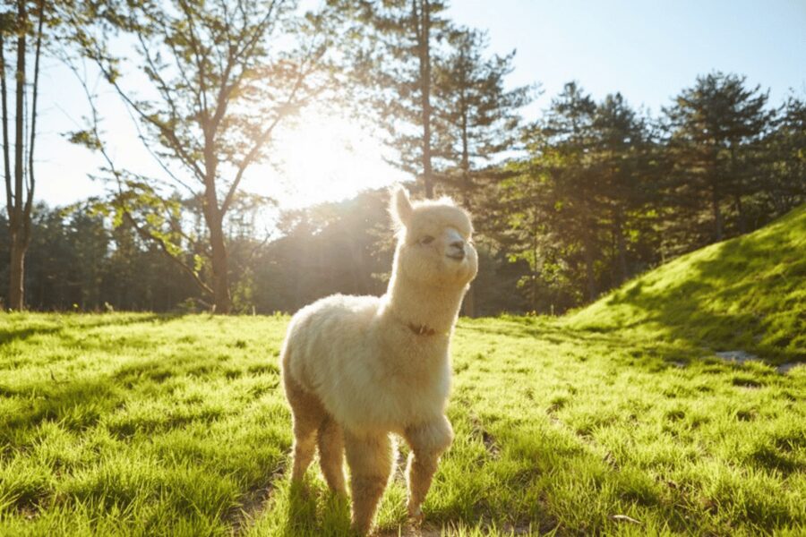From Seoul: Full Day Trip to Alpaca Farm with Rail Bike - Gangchon Rail Park and the old railway