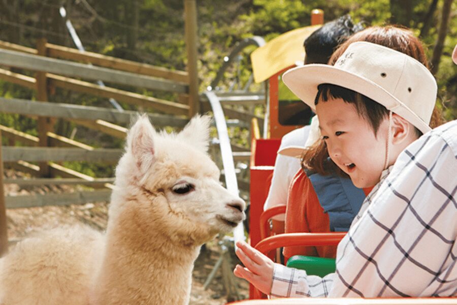 From Seoul: Full Day Trip to Alpaca Farm with Rail Bike - Who should book this outing?