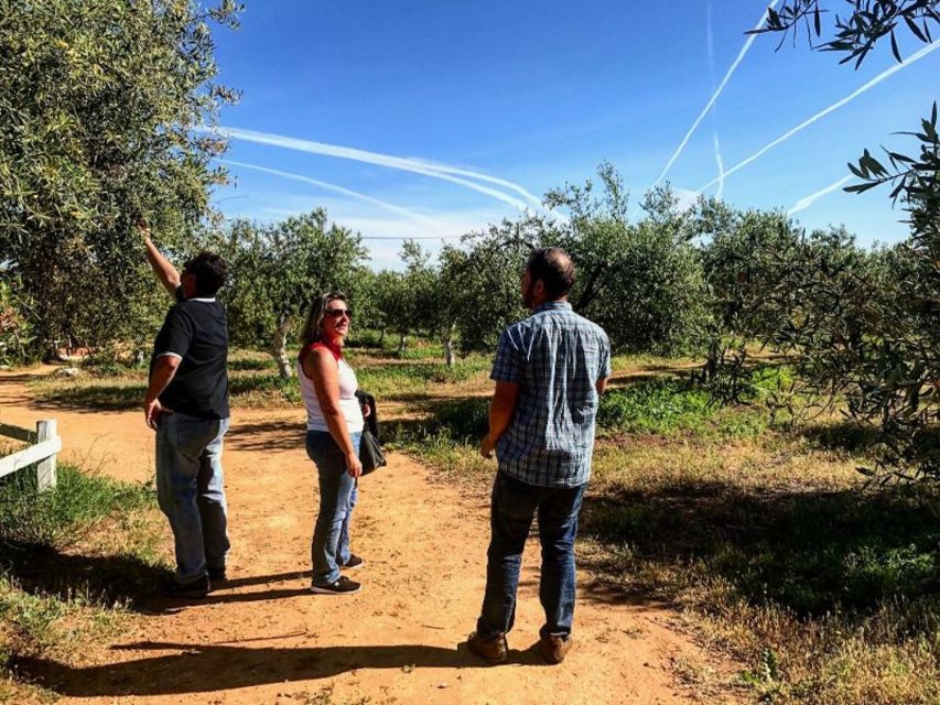 From Seville: Olive Oil Farm Tour - Is $105 a fair price?