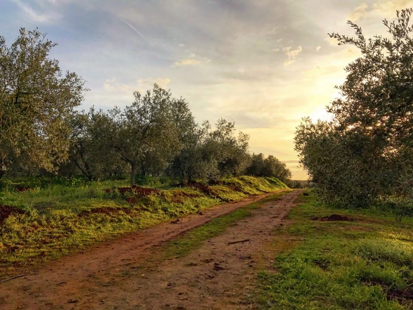 From Seville: Olive Oil Farm Tour - Timing, comfort, and practical details
