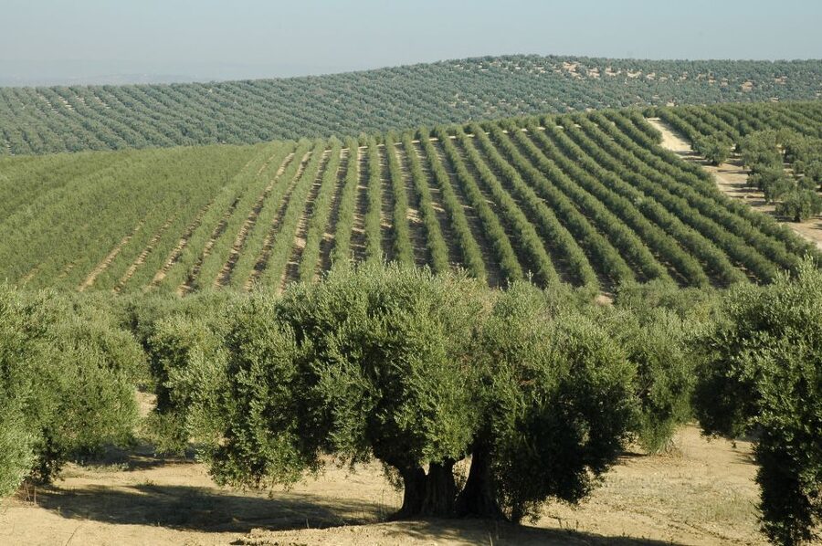From Seville: Olive Oil Farm Tour - Walking among the olive trees