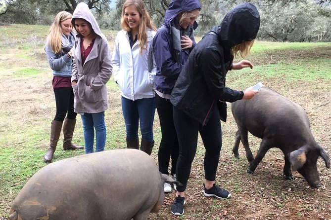 From Seville: Pig Farm private day tour and old villages visit - Key points to know before booking