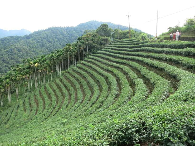 From Taipei: Thousand Island Lake and Pinglin Tea Plantation - Pinglin Tea Museum in a Hokkien courtyard