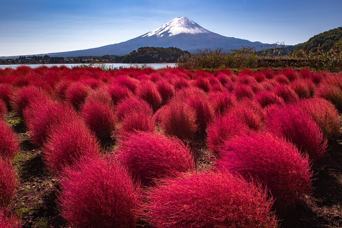 From Tokyo Mt.Fuji, Lake Kawaguchi, Makaino Farm day tour - Booking, cancellation, and useful planning tips