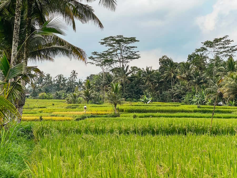 From Ubud: Downhill Bike Tour with Rice Terraces and Meal - Who should book this Bali bike ride