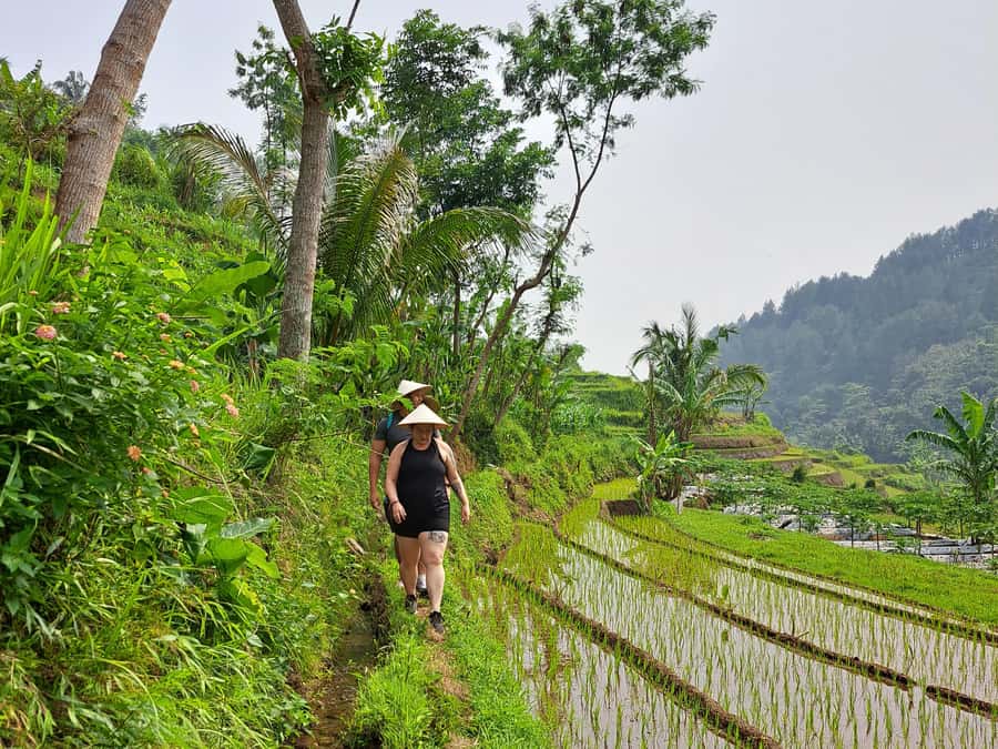 From Yogyakarta: Hidden Waterfall & Selogriyo Rice Terraces - What the $43 price really covers
