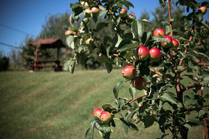 Fruit alcohol tasting + Velvet Orchards audio tour - What makes the setting valuable