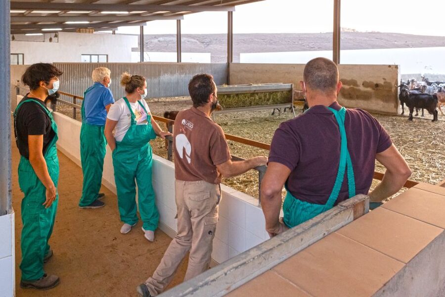 Fuerteventura: Artisan Goat's Cheese Making at Local Farm - Making your own fresh Majorero cheese