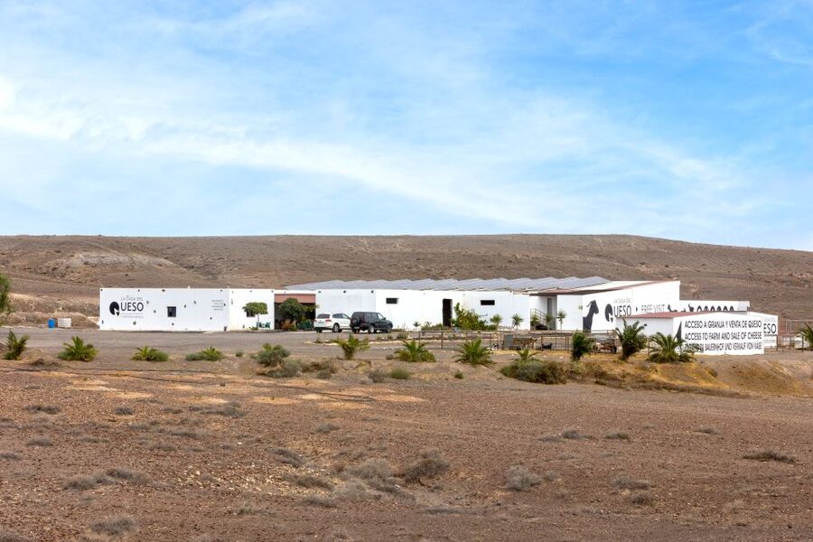 Fuerteventura: Artisan Goat's Cheese Making at Local Farm - How much time you get with the animals
