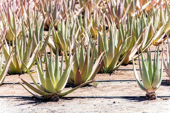 Fuerteventura Villages Caves and Farm Tour with Lunch from North - Aloe vera, cava, and island agriculture
