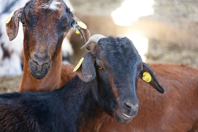 Fuerteventura Villages Caves and Farm Tour with Lunch from South - Las Peñitas viewpoint and Betancuria