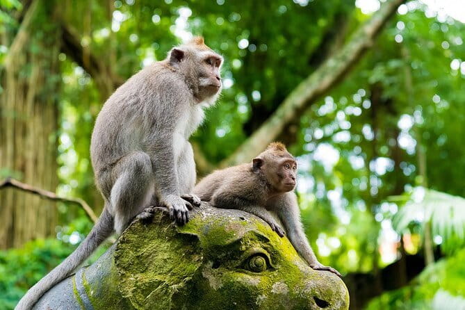Full Day ATV Ride, Monkey Forest,Tegalalang Rice Terrace - Pertiwi Adventure: the day’s muddy centerpiece