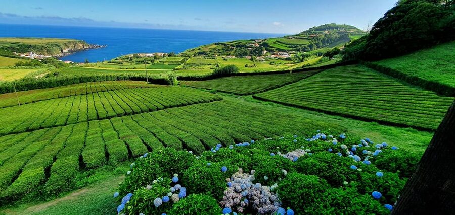Full Day: Furnas, Tea Plantations & More With Lunch - What the $88 price really covers