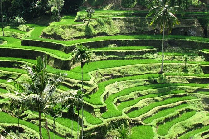 Full-Day : Kintamani Volcano - Jungle Swing - Rice Terrace - Waterfall - Temple - Who will get the most from this day