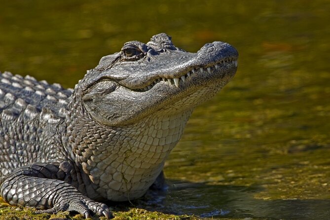Full-Day Oak Alley Plantation & Airboat Swamp w/Transfer - The 90-minute airboat ride through the swamp