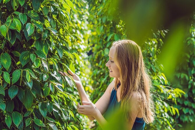 Full Day Pepper Farm Adventure by Scooter - Key points to know before booking