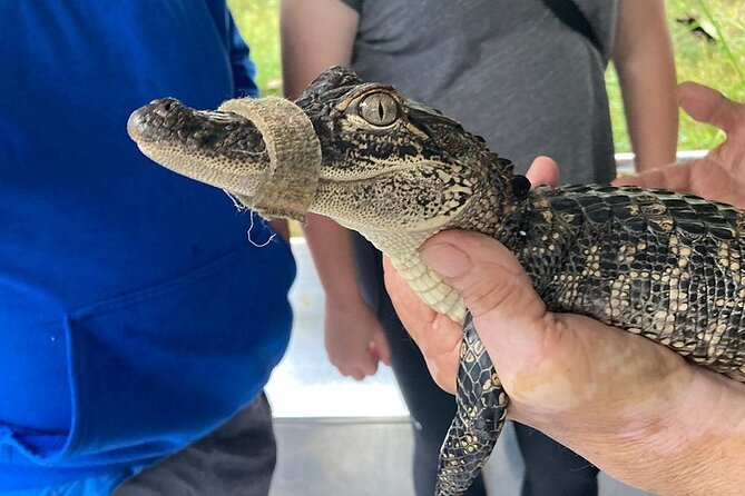 Full Day Plantation and Swamp Tour in New Orleans - Is $137.19 a fair price?