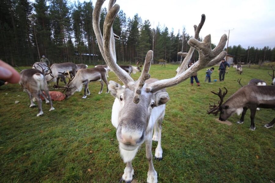 Full day: Reindeer Farm, Santa Claus Village & Husky Park - Key points to know before booking