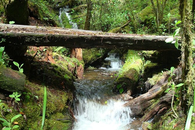 Full-Day Tour Llano Grande Waterfalls and Coffee Plantation in Huatulco! - Swimming at the main Llano Grande waterfall