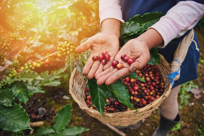 Full-Day Tour Llano Grande Waterfalls and Coffee Plantation in Huatulco! - Coffee, plants, and Oaxacan food at the farm