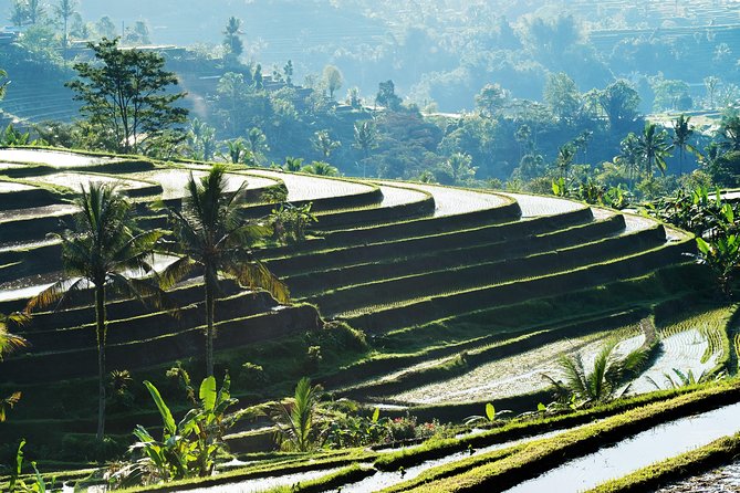 Rice terraces stepping down a valley above Ubud, Bali