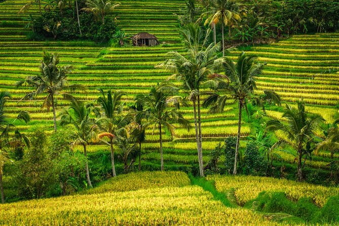 Full Day Tour to Water Temples UNESCO Rice Terraces in Bali - Why this route works for a full day from Ubud