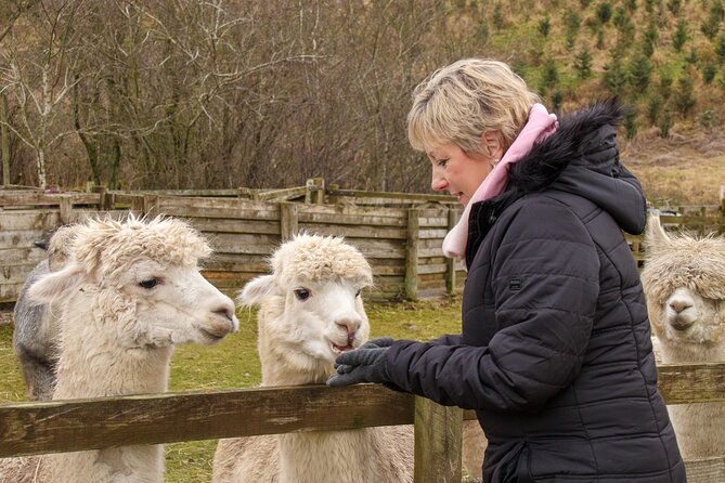Fun and Educational Alpaca Experience in the Scottish Borders - Lynne’s talk adds more than a photo stop