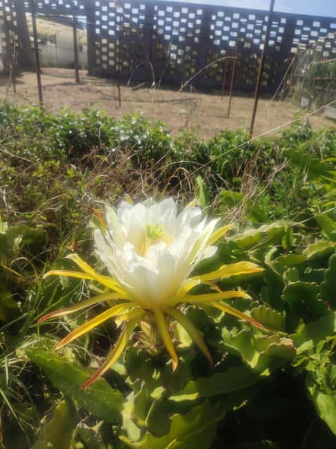 Funchal Agriculture Green Tour - A country drive toward Santana