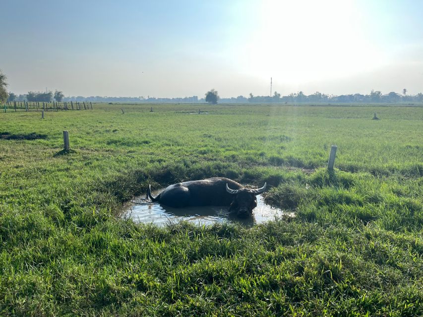 Funny day Biking, Farming, Buffalo riding and Basket boat - What the $28 price includes