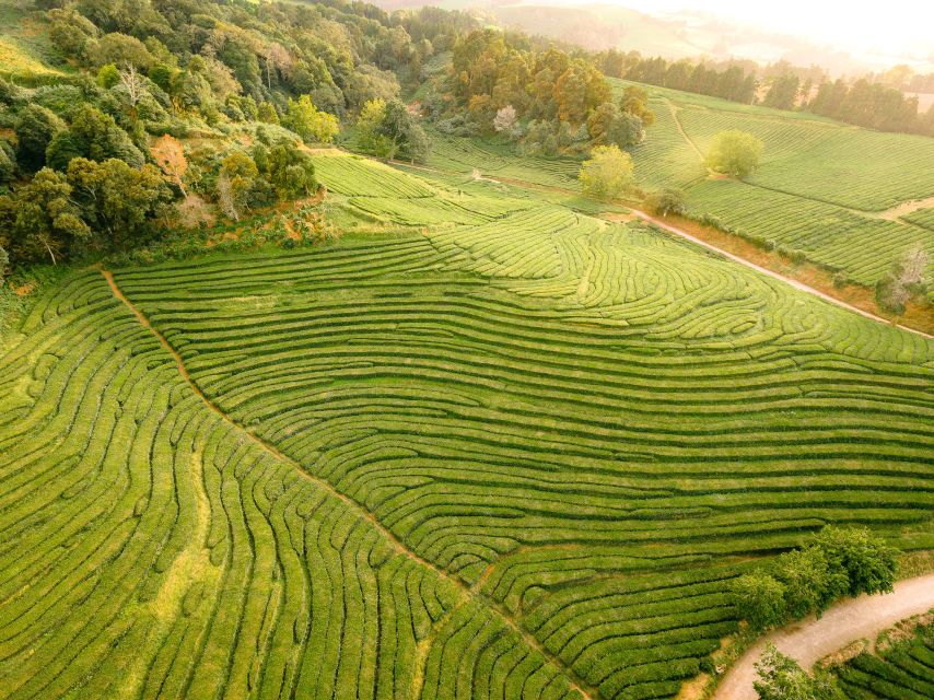 Furnas: Tea Plantations, Lake and Volcano Guided Tour - Pineapples and local tastes near Ponta Delgada